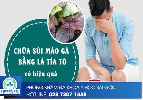 Chữa Sùi Mào Gà Bằng Tía Tô Còn Hiệu Quả Hay Không?