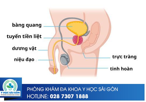 vị trí tuyến tiền liệt